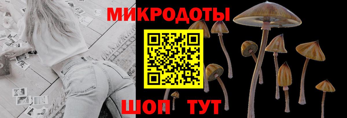 Псилоцибиновые грибы Cubensis Борзя